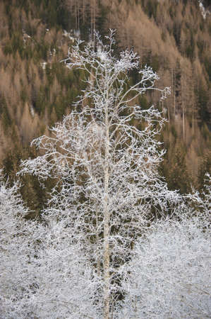 frosted trees in the valley of pfitsch in sudtirolの写真素材