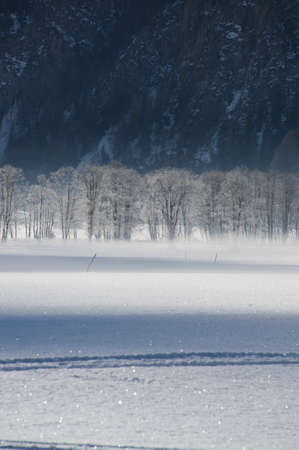 frosted trees in the valley of pfitsch in sudtirolの写真素材