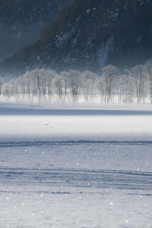 frosted trees in the valley of pfitsch in sudtirolの写真素材