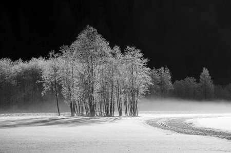 frosted trees in the valley of pfitsch in sudtirolの写真素材