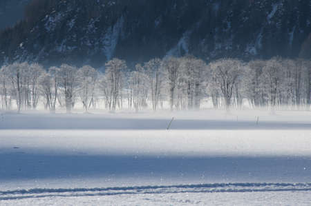 frosted trees in the valley of pfitsch in sudtirolの写真素材