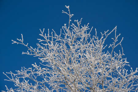 frosted trees in the valley of pfitsch in sudtirolの写真素材