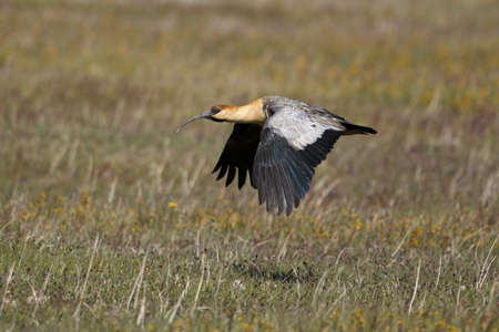 Black-faced ibis flying over meadows in Patagonia. Typical argentinian bird called Bandurria Australの写真素材