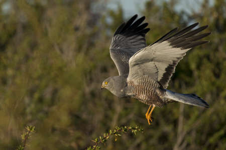 Male cinereous harrier flying in the blue sky, over the Laguna Nimez in Patagonia, Argentinaの写真素材