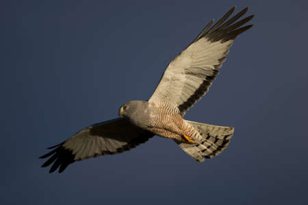 Male cinereous harrier flying in the blue sky, over the Laguna Nimez in Patagonia, Argentinaの写真素材