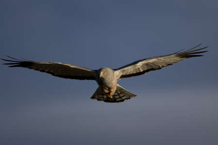 Male cinereous harrier flying in the blue sky, over the Laguna Nimez in Patagonia, Argentinaの写真素材