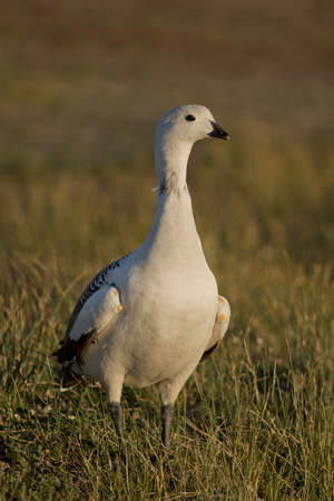 one male upland goose (chloephaga picta) in laguna nimez, patagonia, argentinaの写真素材