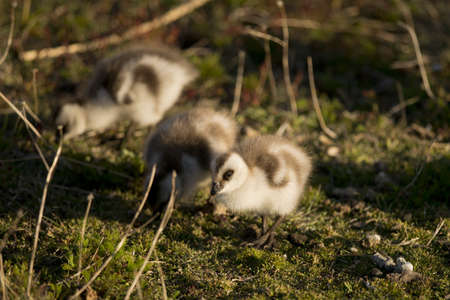 chick of upland goose (chloephaga picta) in laguna nimez, patagonia, argentinaの写真素材