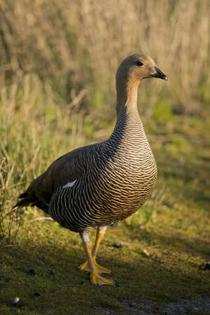 one female upland goose (chloephaga picta) in laguna nimez, patagonia, argentinaの写真素材