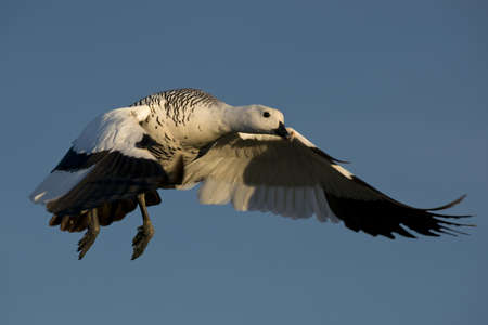 one male upland goose (chloephaga picta) flying  in laguna nimez, patagonia, argentinaの写真素材