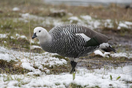 one male upland goose (chloephaga picta) in Ushuaia, Tierra del Fuego, Argentinaの写真素材