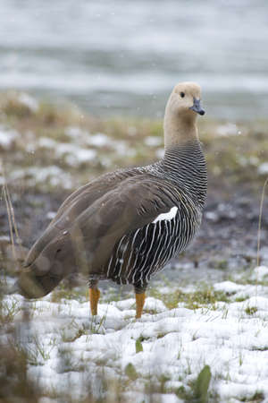one female upland goose (chloephaga picta) in Ushuaia, Tierra del Fuego, Argentinaの写真素材