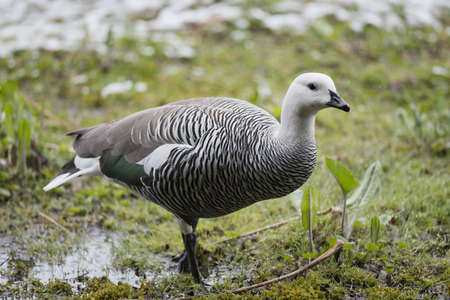 one male upland goose (chloephaga picta) in Ushuaia, Tierra del Fuego, Argentinaの写真素材