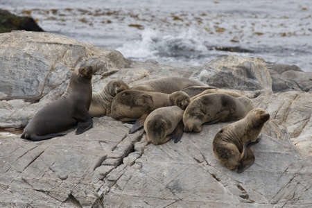 a group of females south american sea lions sleeping on the rocks in the Beagle Channel, Tierra del...