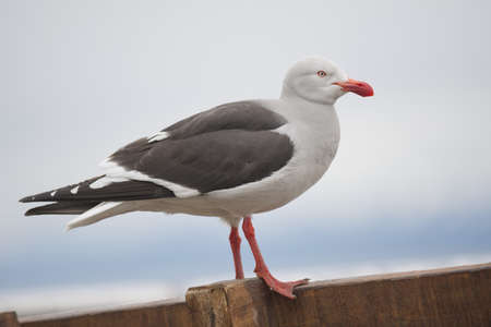 a dolphin gull (scientific name leucophaeus scoresbii) typical of the tierra del fuegoの写真素材