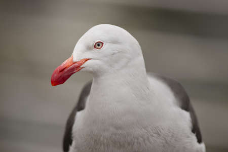 a dolphin gull (scientific name leucophaeus scoresbii) typical of the tierra del fuegoの写真素材