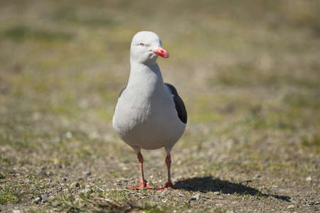 a dolphin gull (scientific name leucophaeus scoresbii) typical of the tierra del fuegoの写真素材