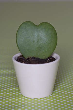 a succulent plant that have the shape of an heart in a white potの写真素材