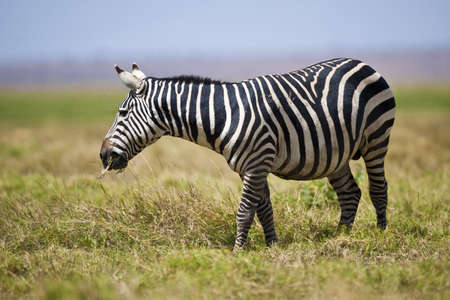 zebra in Kenya national parkの写真素材
