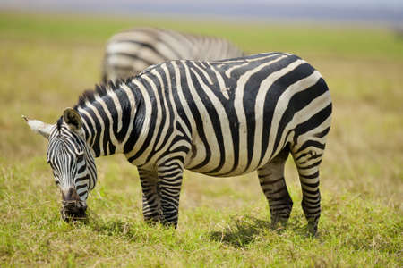 zebra in Kenya national parkの写真素材