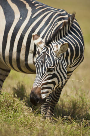 zebra in Kenya national parkの写真素材