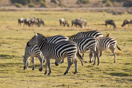 Group of zebras in kenyan national parkの写真素材