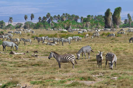 Group of zebras in kenyan national parkの写真素材