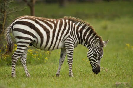 zebra in Kenya national parkの写真素材