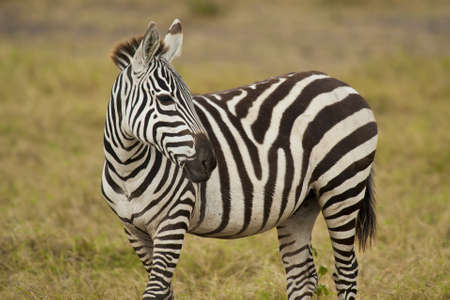 zebra in Amboseli national parkの写真素材