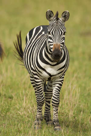 zebra in Amboseli national parkの写真素材