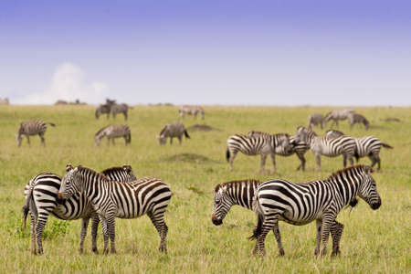 Group of zebras in kenyan national parkの写真素材
