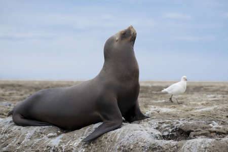 Female of south american sea lion in peninsula Valdez, Patagonia, Argentinaの写真素材