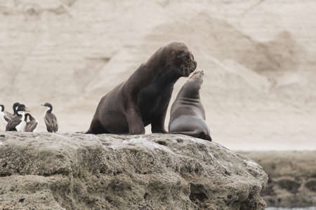 Couple of sout american sea lions in Peninsula Valdez, Patagonia, Argentinaの写真素材