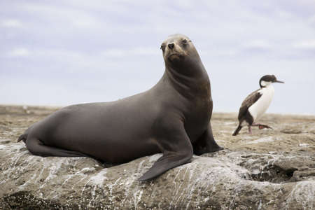 Female of south american sea lion in peninsula Valdez, Patagonia, Argentinaの写真素材