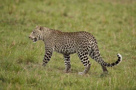 Leopard walking in the savannah in Masai Mara National Park in Kenya