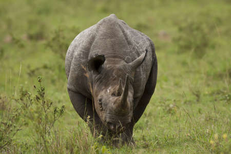 Black rhinoceros in Masai Mara National Park in Kenyaの写真素材