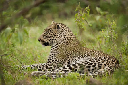 Leopard walking in the savannah in Masai Mara National Park in Kenyaの写真素材
