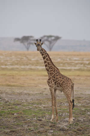 Giraffe standing in the Amboseli National Park in Kenyaの写真素材