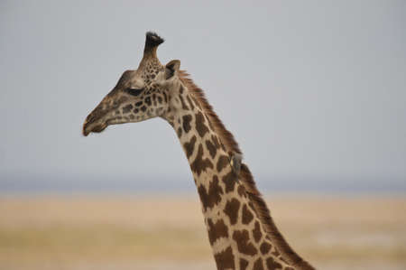 Close-up of Giraffe in kenyan national parkの写真素材