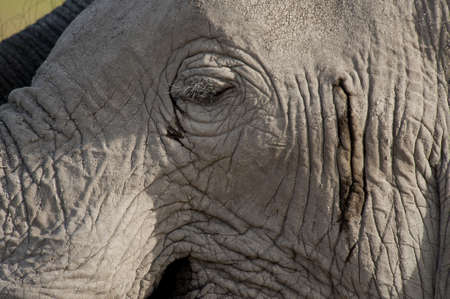 Particular close-up of the skin of an elephantの写真素材