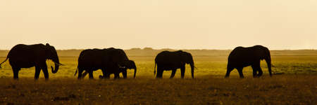 Group of elephants walking in the savannah in Amboseli National Park in Kenyaの写真素材