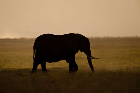 Elephant walking in the savannah in Amboseli National Park in Kenyaの写真素材