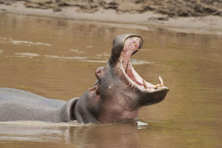 Hippopotamus in the Mara River in Kenyaの写真素材