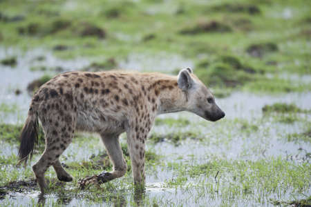 Hyena walking in Amboseli National Park of Kenyaの写真素材