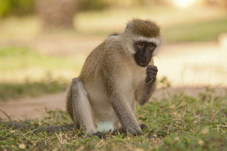 Vervet monkey  in Amboseli National Park of Kenya