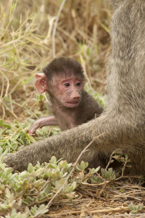 Cub of an olive baboon taken in Amboseli National Park of Kenya