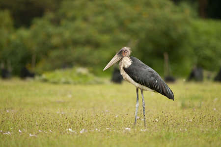 Marabou stork in lake Naivasha in Kenyaの写真素材