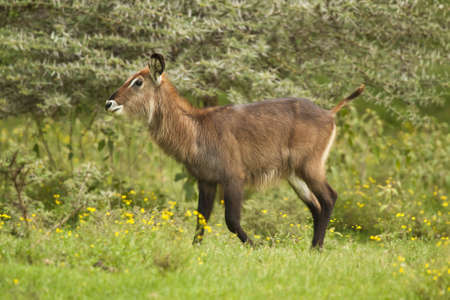 Waterbuck in crescent island - kenyaの写真素材