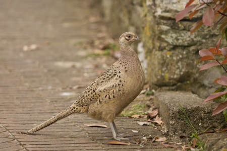 Female Pheasant in Isola Maggiore on the Trasimeno Lake of Umbria, Italyの写真素材