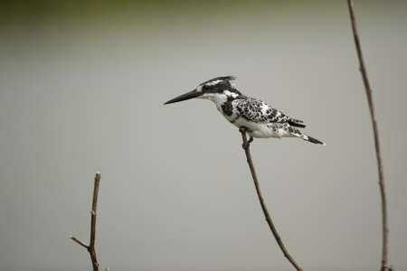 Pied kingfisher on a branch in Lake Naivashaの写真素材